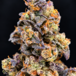 Purple and green P85 flower by G3 Cultivators with orange pistils and dense trichomes available for Virginia weed delivery