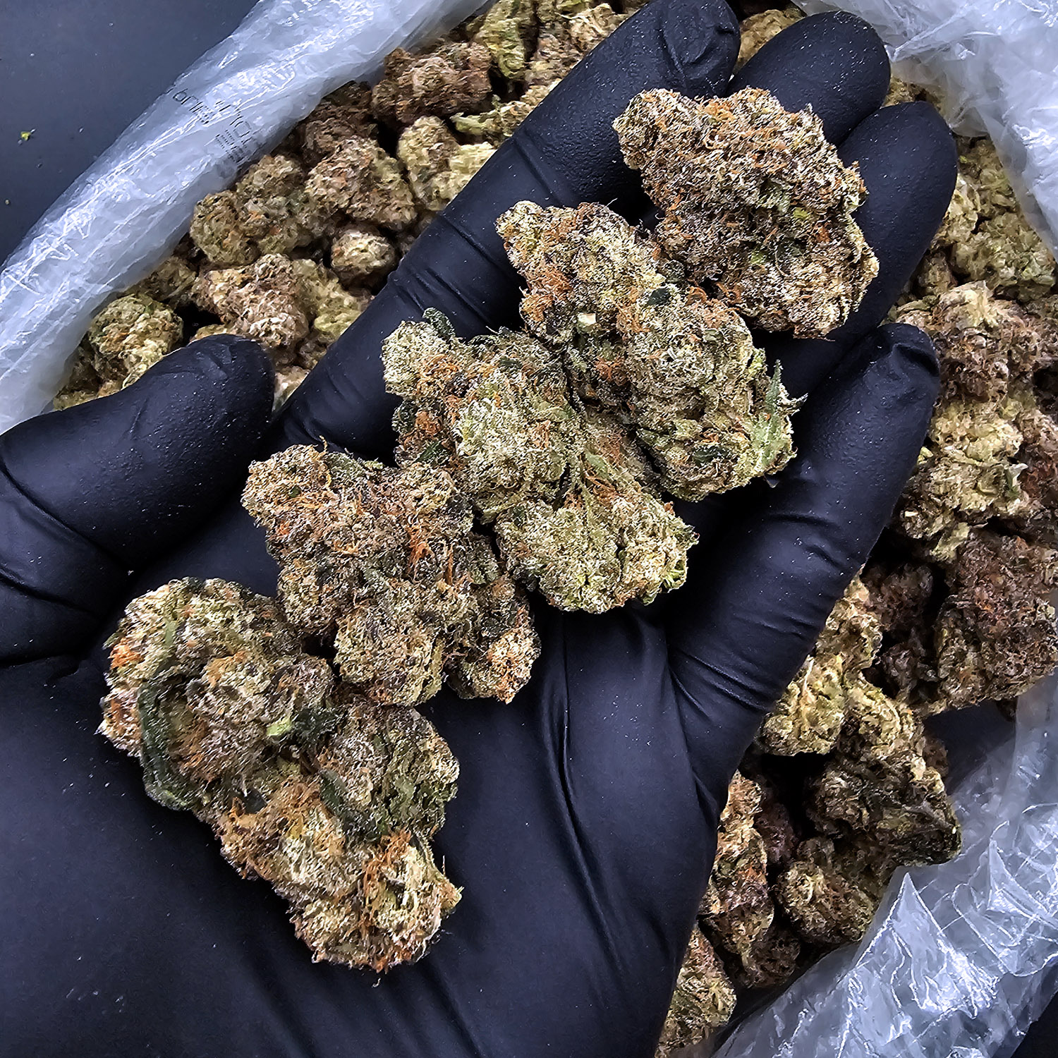 Pink Runtz Indica-Dominant Hybrid 26-30% THC Weed Delivery Washington DC Virginia Maryland Richmond VA
