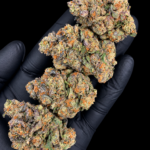 White British Delight by Wizard Trees, a 32% or higher THC Super Rare 80/20 indica hybrid bred from Biscotti and Zangria, available in Washington DC and Northern Virginia.