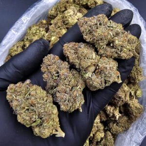 Orange Sunset hybrid cannabis strain, 23–27% THC, Exotic Blooms weed delivery in Washington DC, Virginia, Maryland, and Richmond VA.