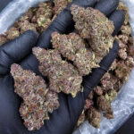 Trop Cherry hybrid cannabis strain, 29–33% THC, sweet cherry and tropical citrus flavor, Exotic Blooms weed delivery in Washington DC, Virginia, Maryland, and Richmond VA