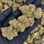 Macro photograph of Wizzy by Wizard Trees cannabis flower showing dense green buds, orange pistils, and frosty trichomes at Exotic Blooms in Washington DC.