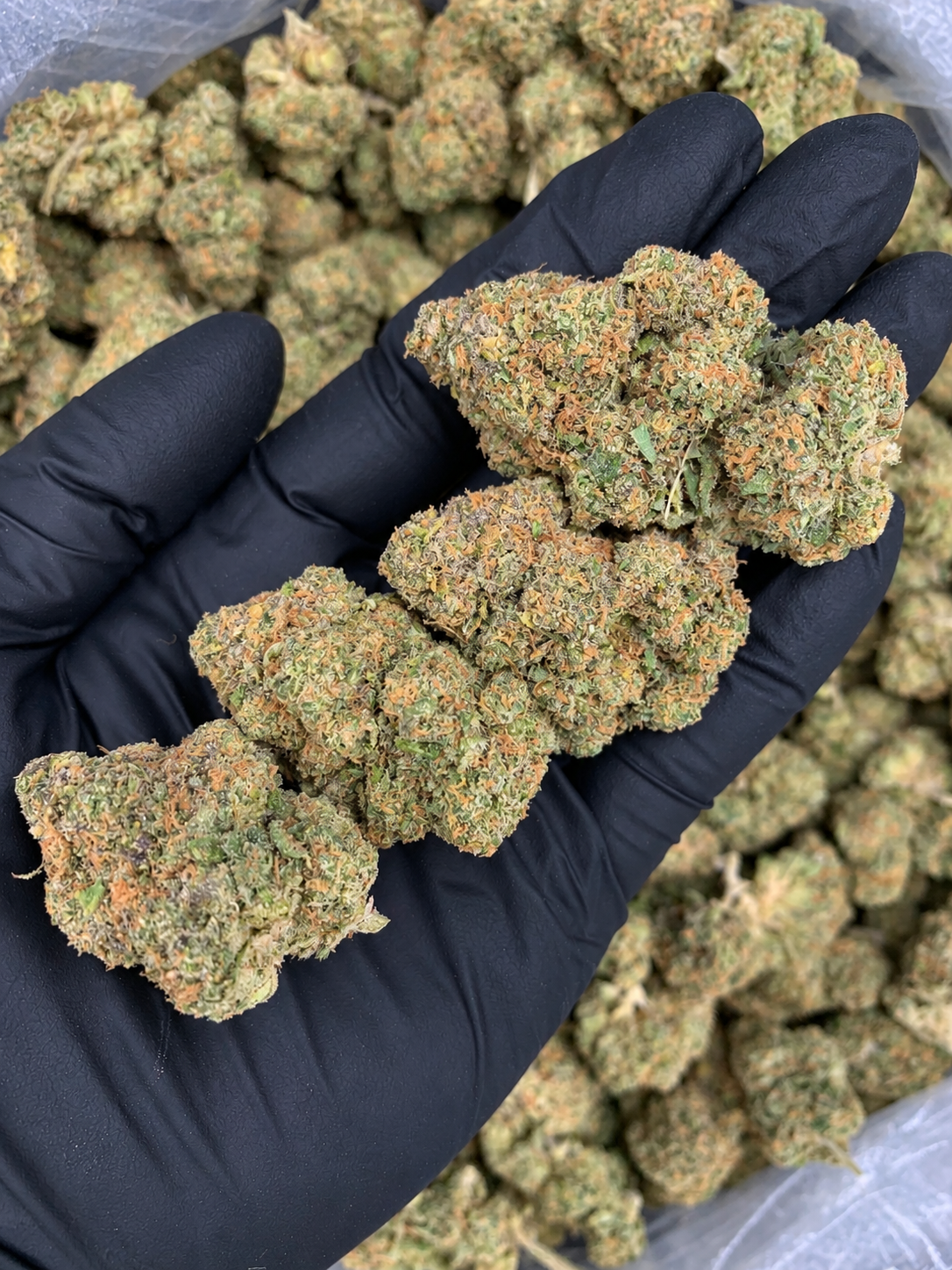 Macro photograph of Wizzy by Wizard Trees cannabis flower showing dense green buds, orange pistils, and frosty trichomes at Exotic Blooms in Washington DC.